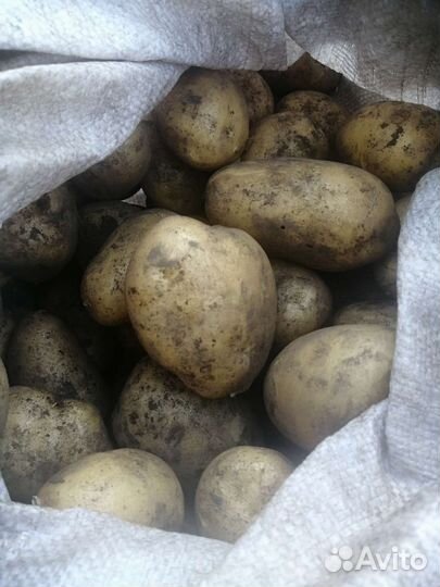 Крупный картофель Гала