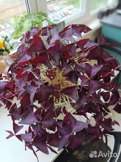 Кислица оксалис