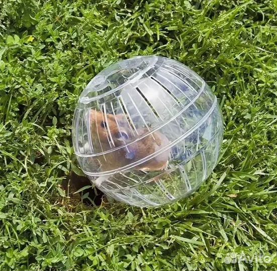 Шарик для хомяка