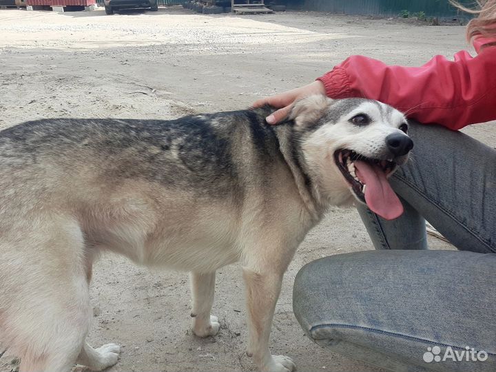 Лиза ищет дом