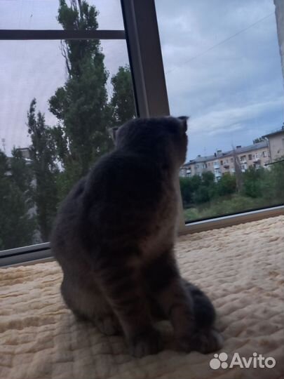 Кот в добрые руки