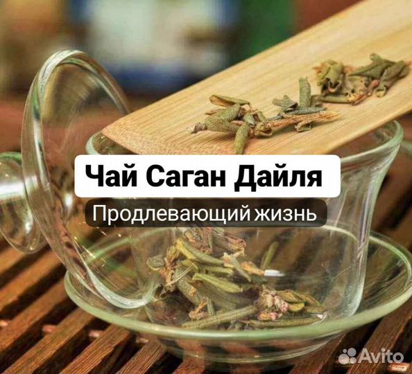 Чай Саган Дайля, багульник белое крыло Рододендрон