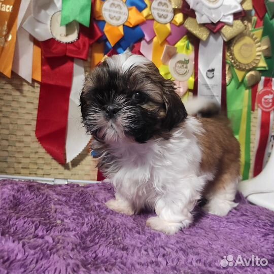 Продается щенок ши-тцу
