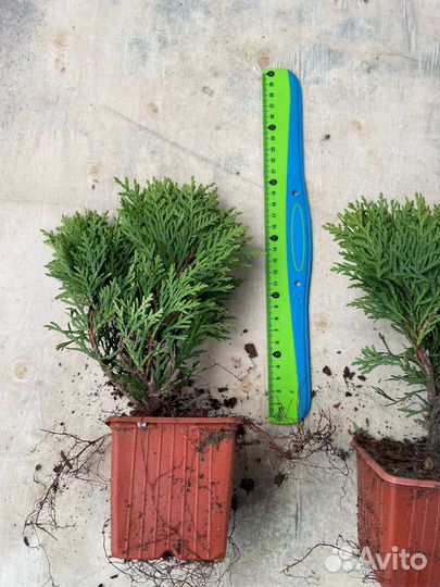 Хвойные растения