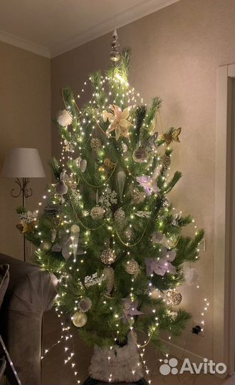 Сосна новогодняя / Ёлка новогодняя /Ёлка в кадке
