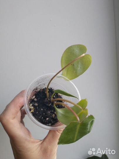 Комнатные растения цветы