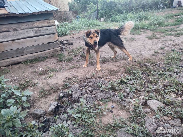 Маленькая собака в добрые руки бесплатно