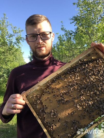 Матки и пчелопакеты карпатка. Вывод:Калязин