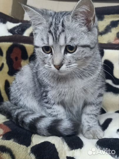 Котёнок девочка 5 мес