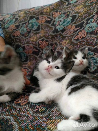 Красивые котята выброшены на смерть