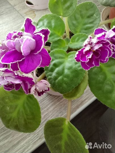 Фиалки цветущие в горшке