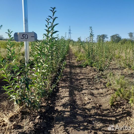Бирючина,подвой,алыча,айва в обьеме