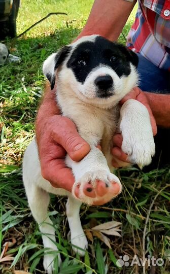 Самая привлекательная и обаятельная