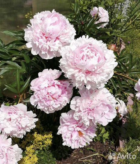 Пион Сара Бернар