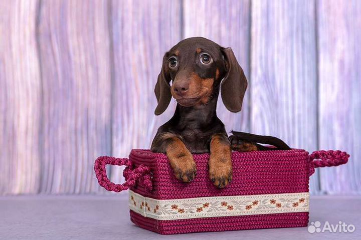 Такса кроличья, очень маленькая девочка