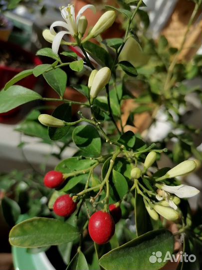 Мурайя низкорослая