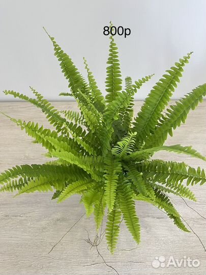 Комнатные растения