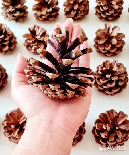 Шишки крымской сосны