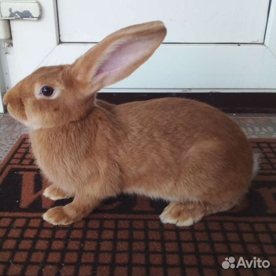 Кролик бургундский чистопородный