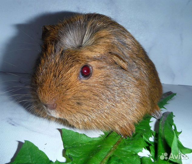 Морские свинки мальчики