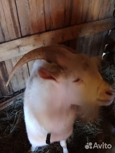 Коза дойная молочная, козёл