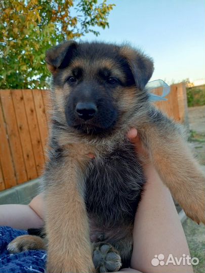 Немецкая овчарка