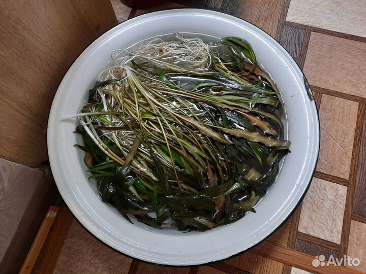 Аквариумное растение 