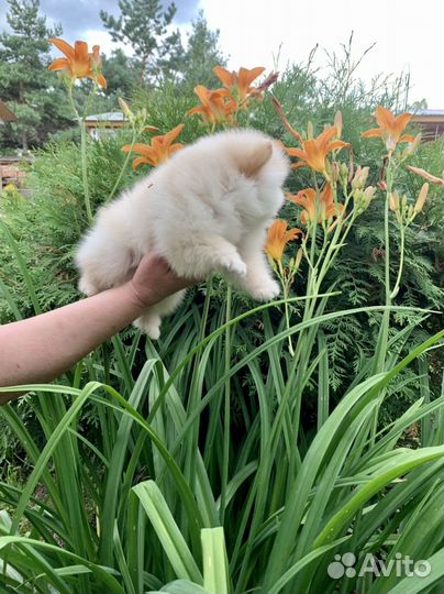 Шпиц девочка