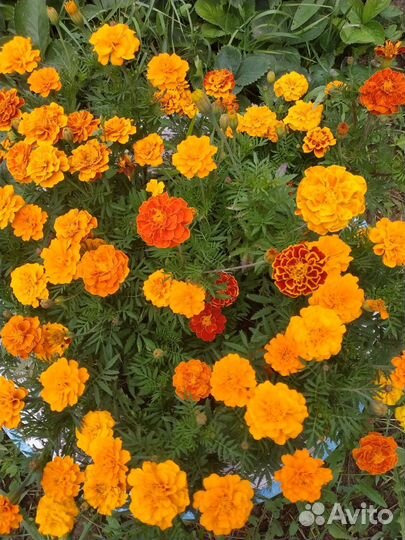 Бархатцы семена