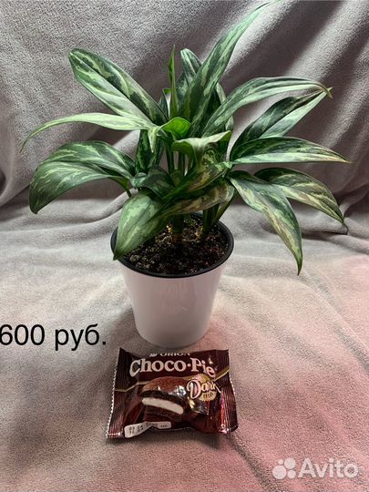 Комнатные растения цветы