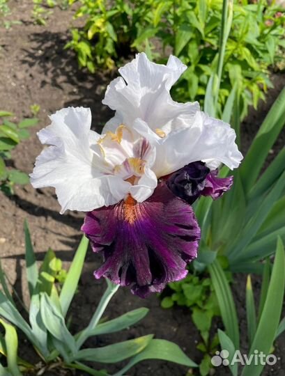 Продам многолетние сортовые ирисы