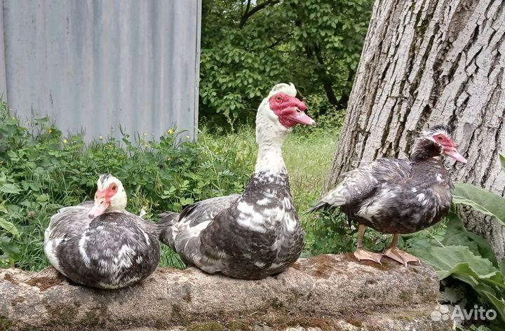 Индоутки тяжёлая линия(семья 1+2)