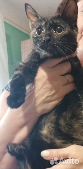 Котенок чудо черепашонок