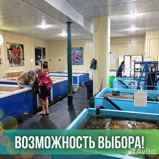 Мидии Грея Гигант