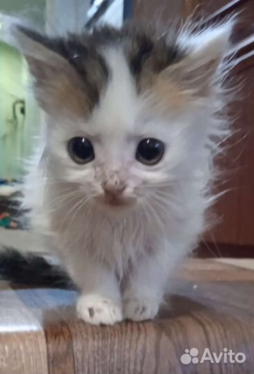 Котята от крысоловки