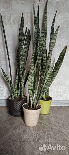 Сансевиерия щучий хвост продам