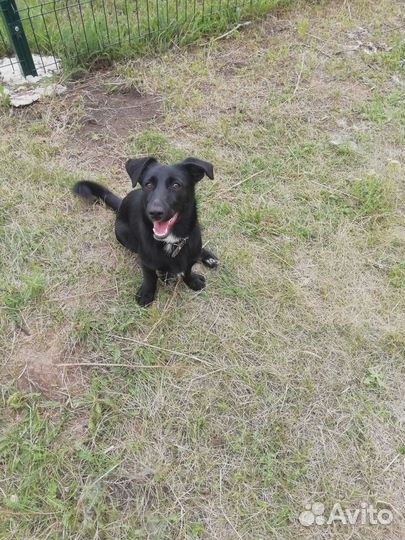 Собаки бесплатно