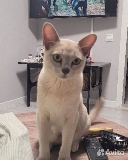 Котик лиловый