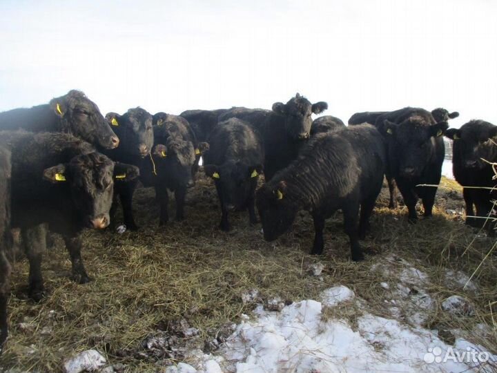 Быки Абердин