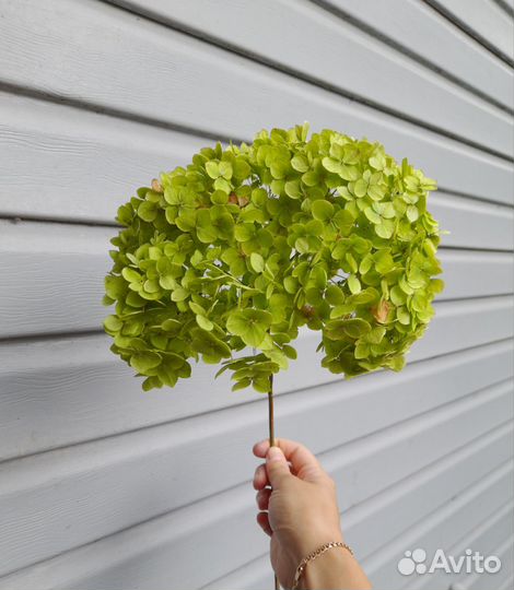 Букет из сухоцветов Гортензии древовидной