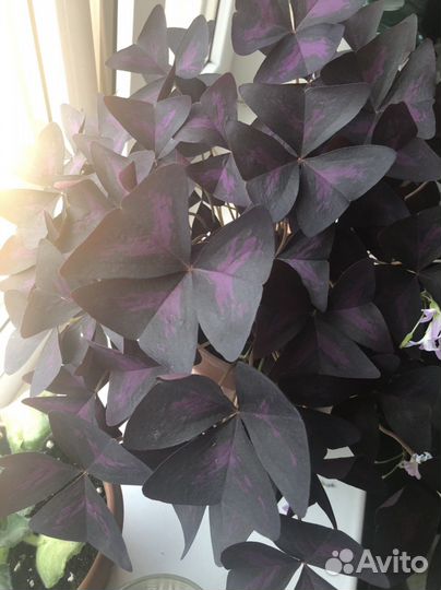 Оксалис (кислица)