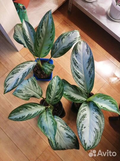 Сортовые аглаонемы