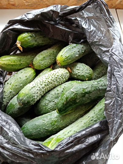 Огурцы
