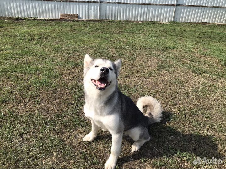 Аляскинский маламут