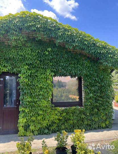 Пихта Корейская с доставкой с полей