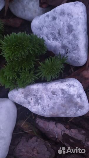 Очиток гребешковый