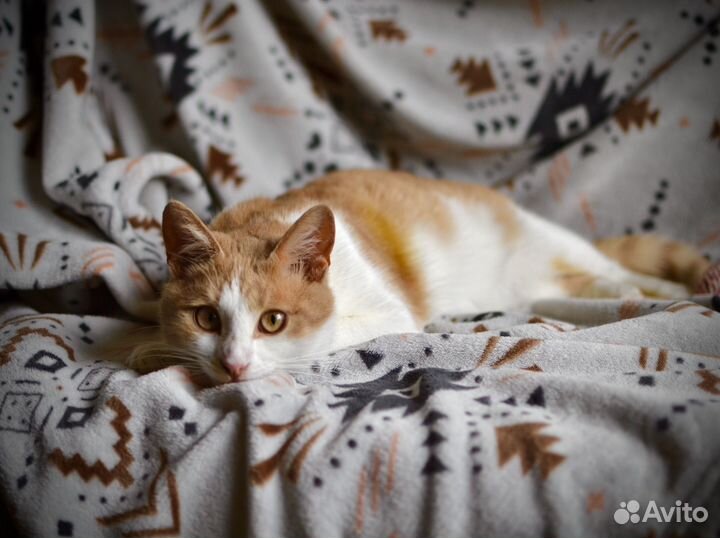 Рыжий кот Персик