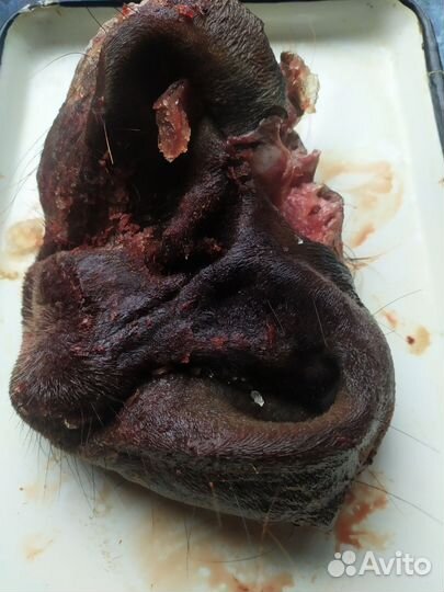 Нос говяжий для собак