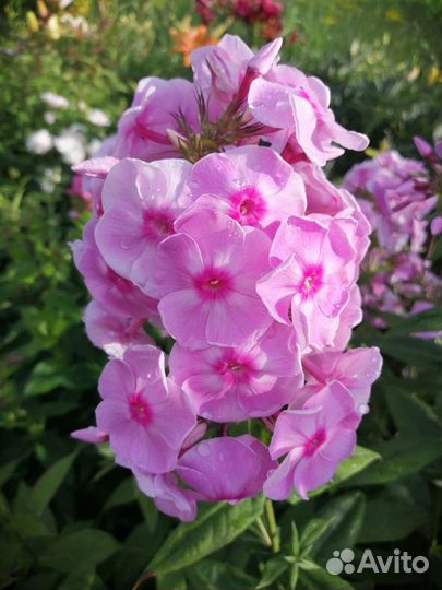 Флокс Гжель и др сорта флоксов