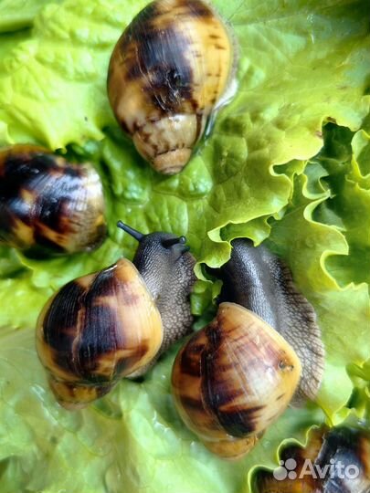 Улитки ахатины (архахатина маргината маргината)